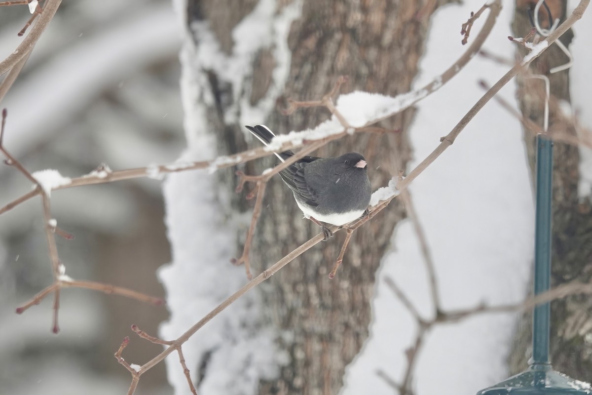 Dark-eyed Junco (Slate-colored) - Carol Speck