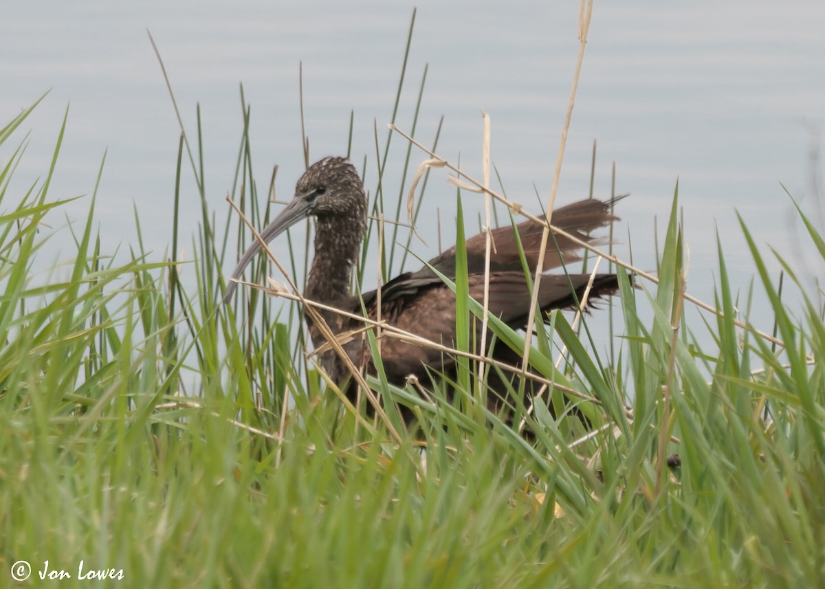 ibis hnědý - ML613688033