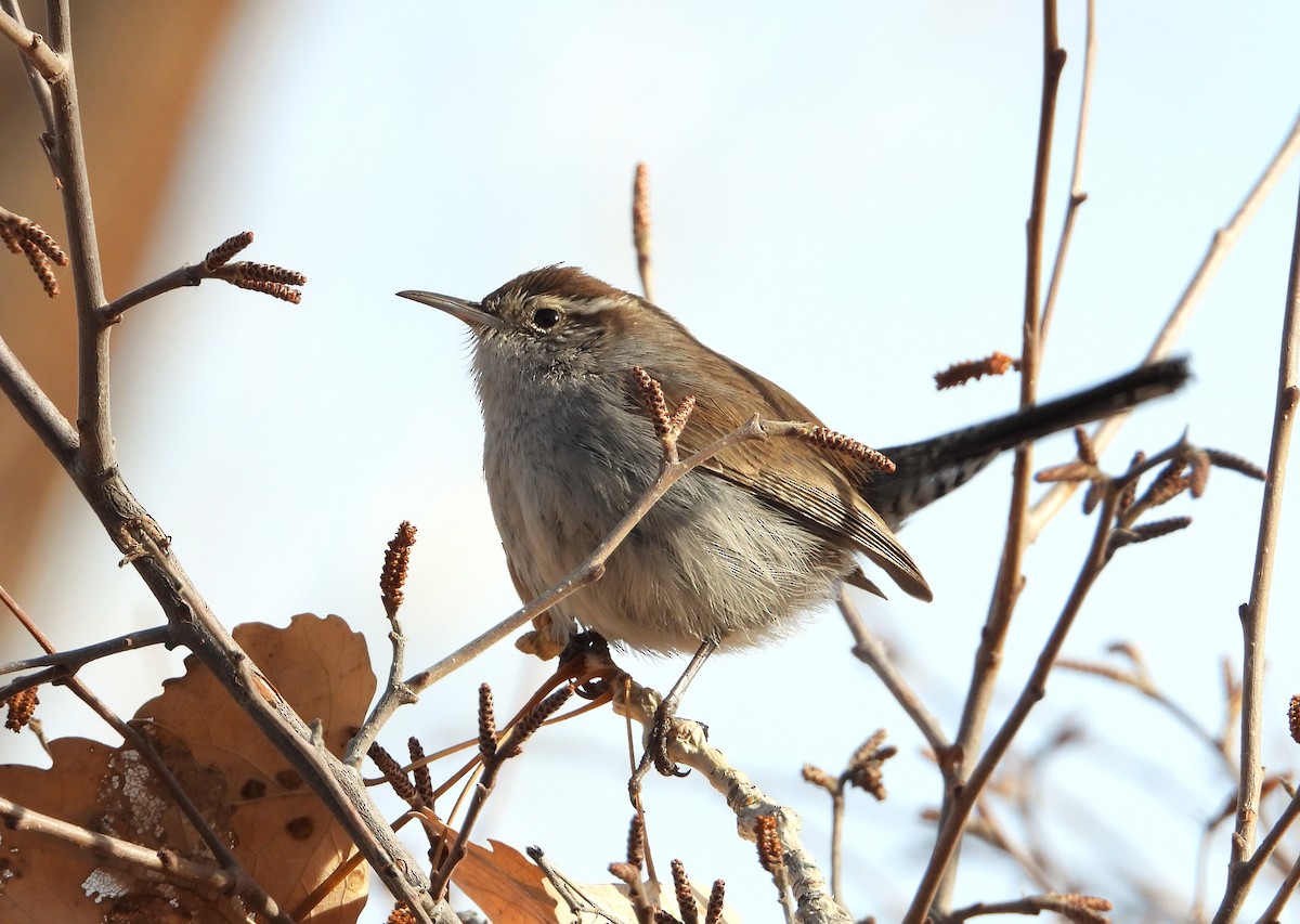 Bewick's Wren - ML613688050