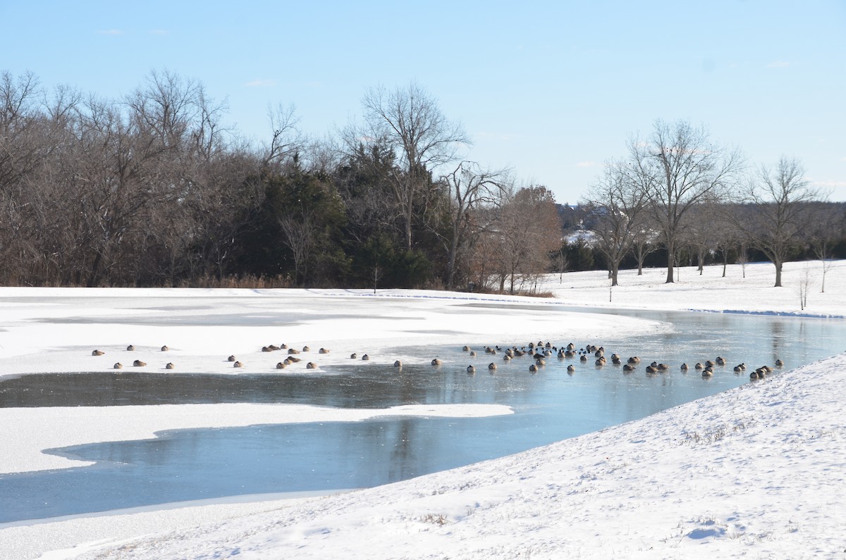 Cackling Goose - Mark C. Miller