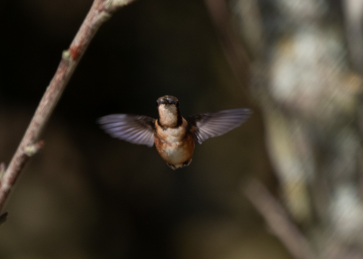 White-bellied Woodstar - ML613688252