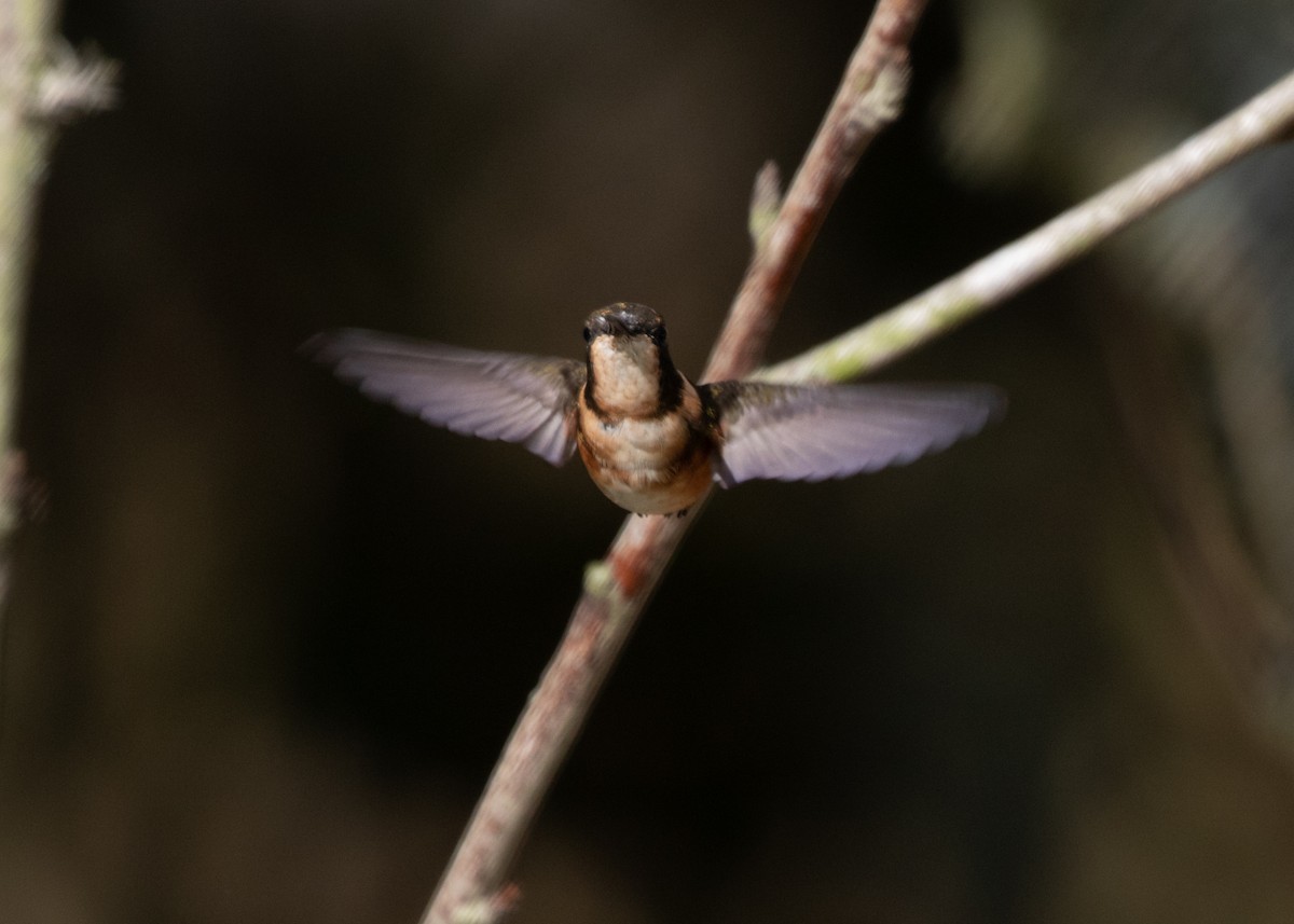 White-bellied Woodstar - ML613688254