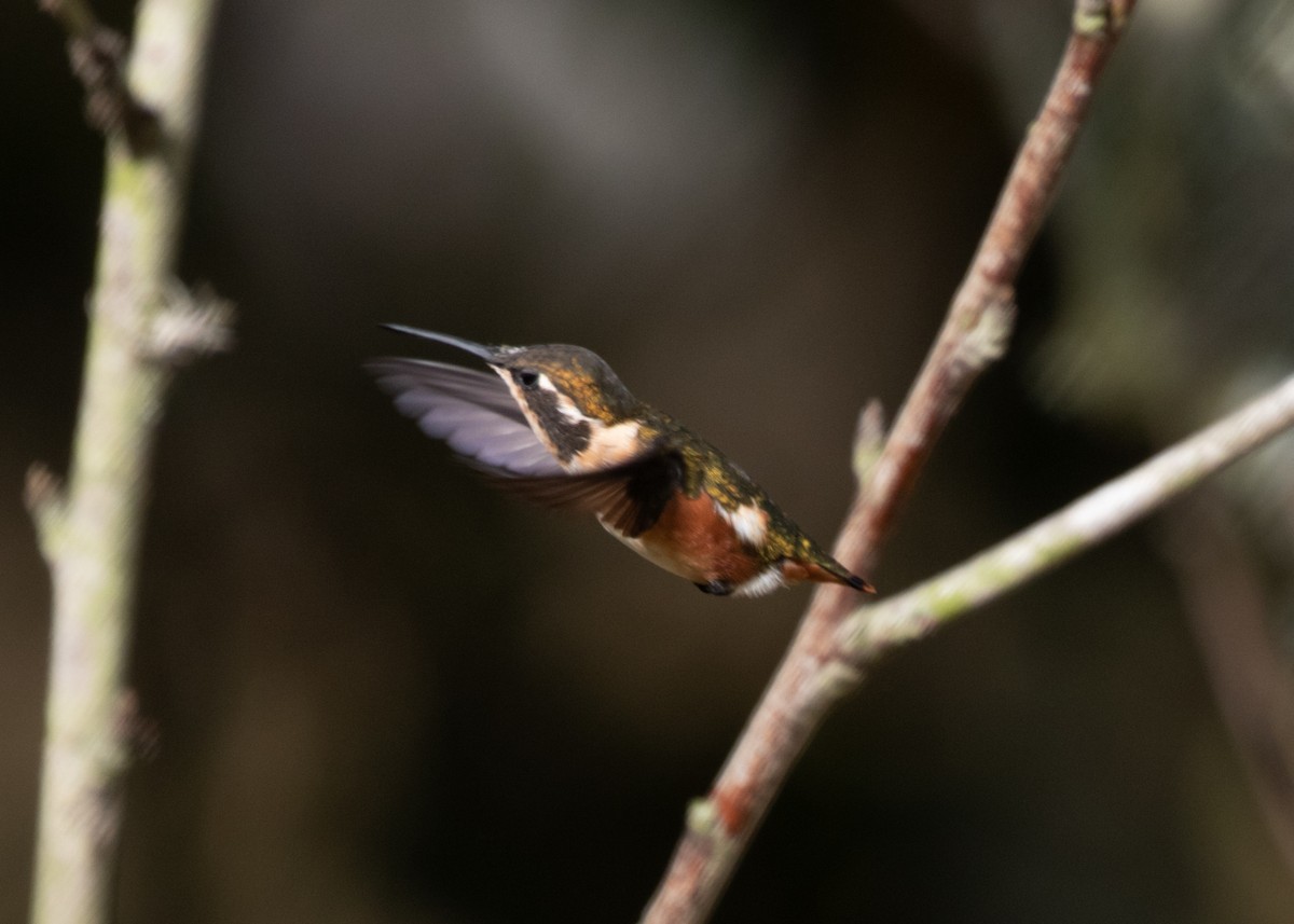 White-bellied Woodstar - ML613688255