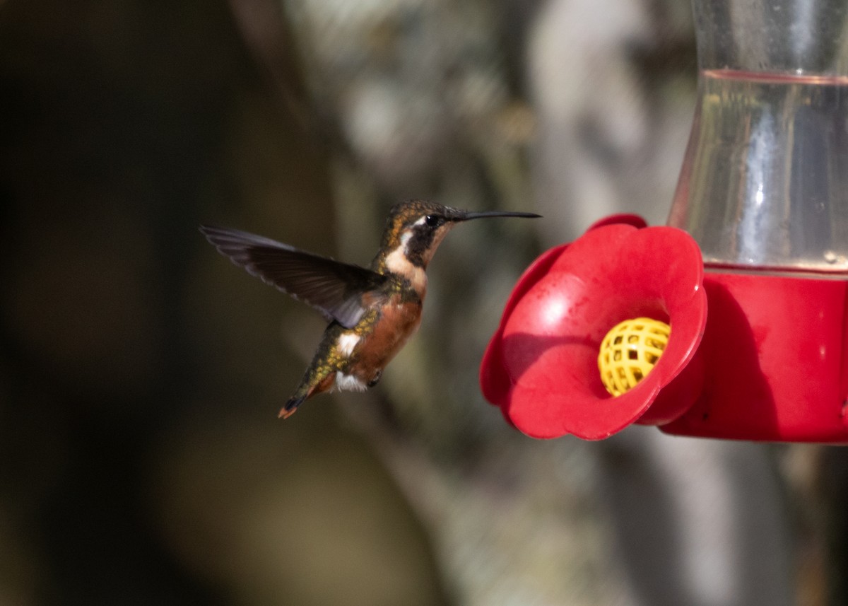 White-bellied Woodstar - ML613688260