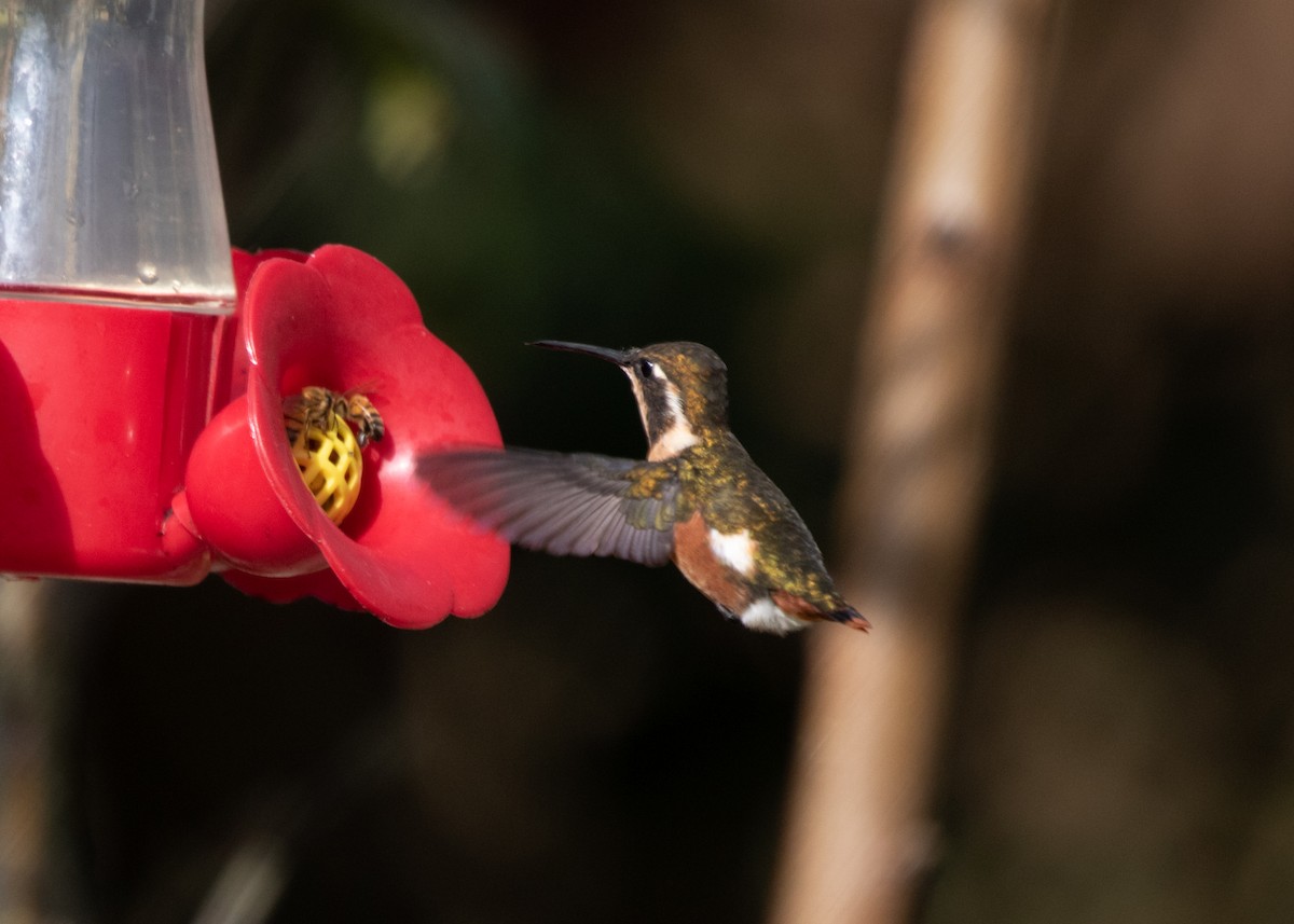 White-bellied Woodstar - ML613688261