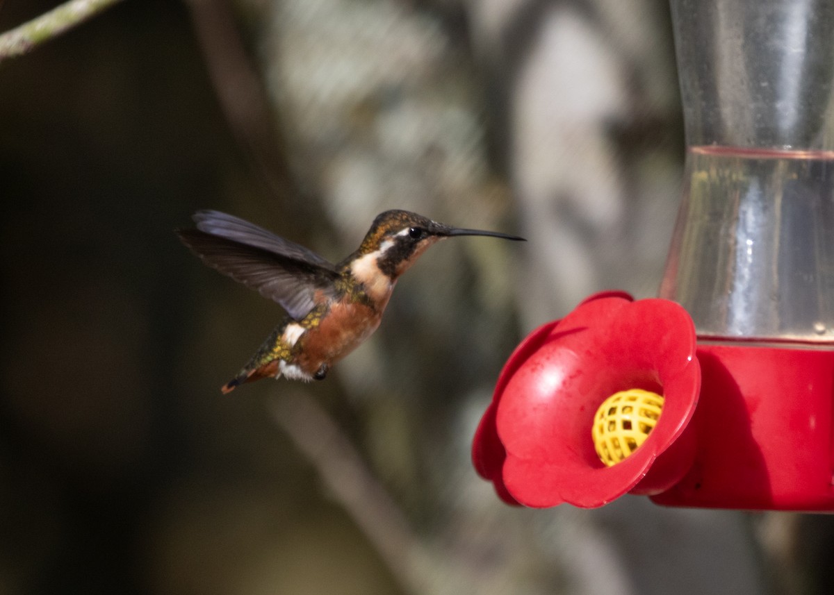 White-bellied Woodstar - ML613688262