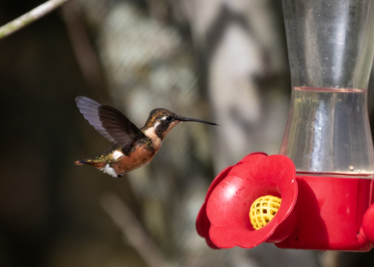 White-bellied Woodstar - ML613688263