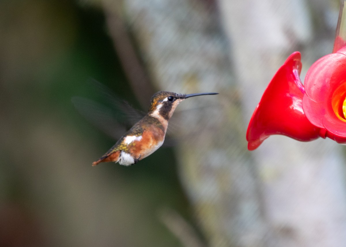 White-bellied Woodstar - ML613688265