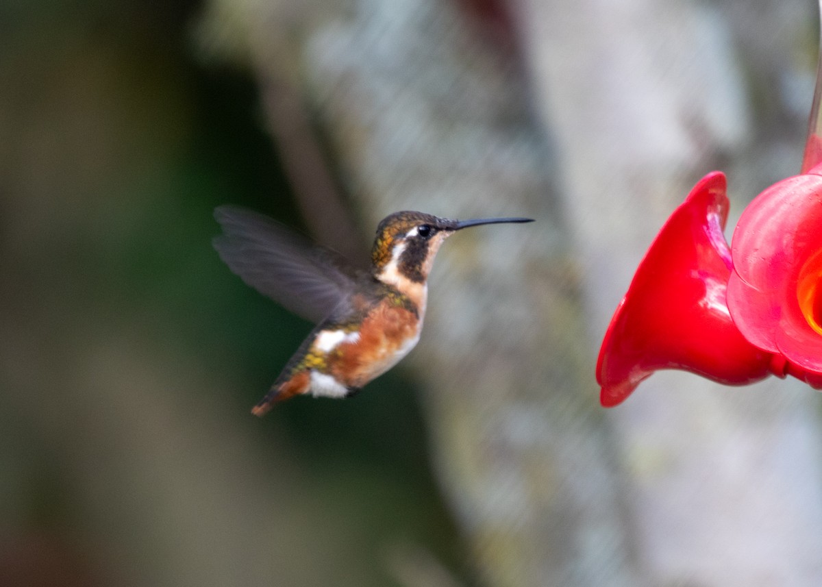 White-bellied Woodstar - ML613688266