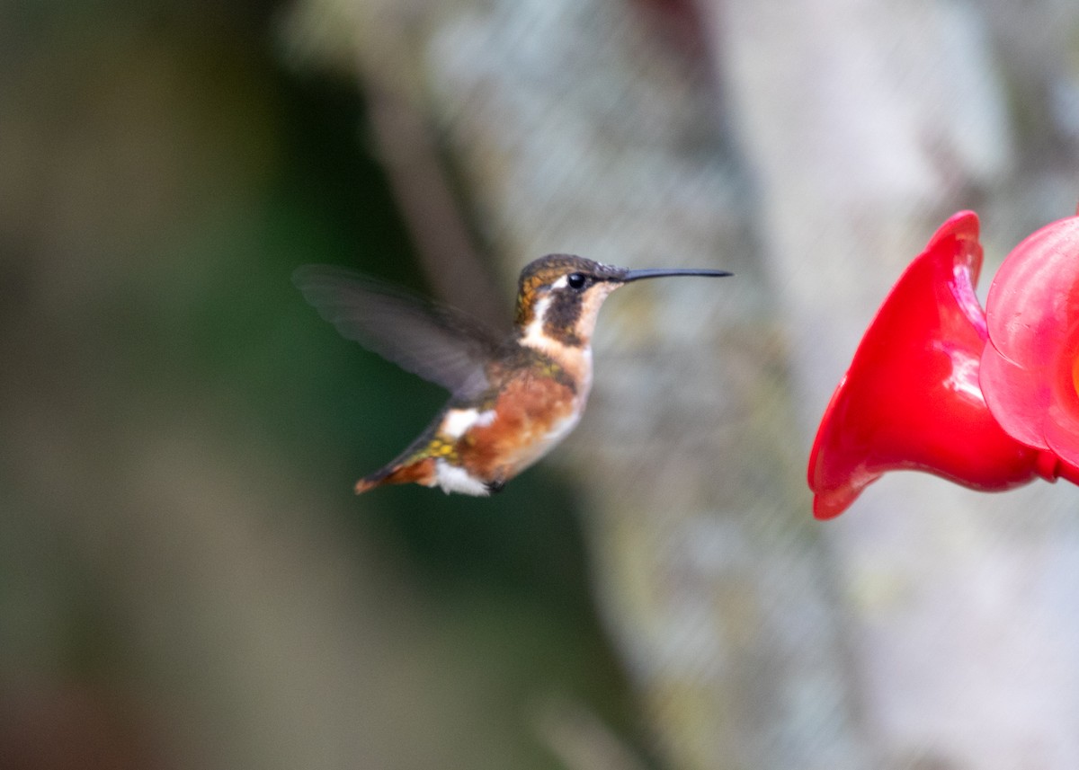 White-bellied Woodstar - ML613688268