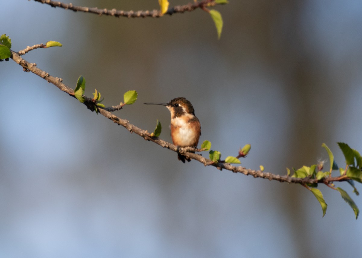 White-bellied Woodstar - ML613688270