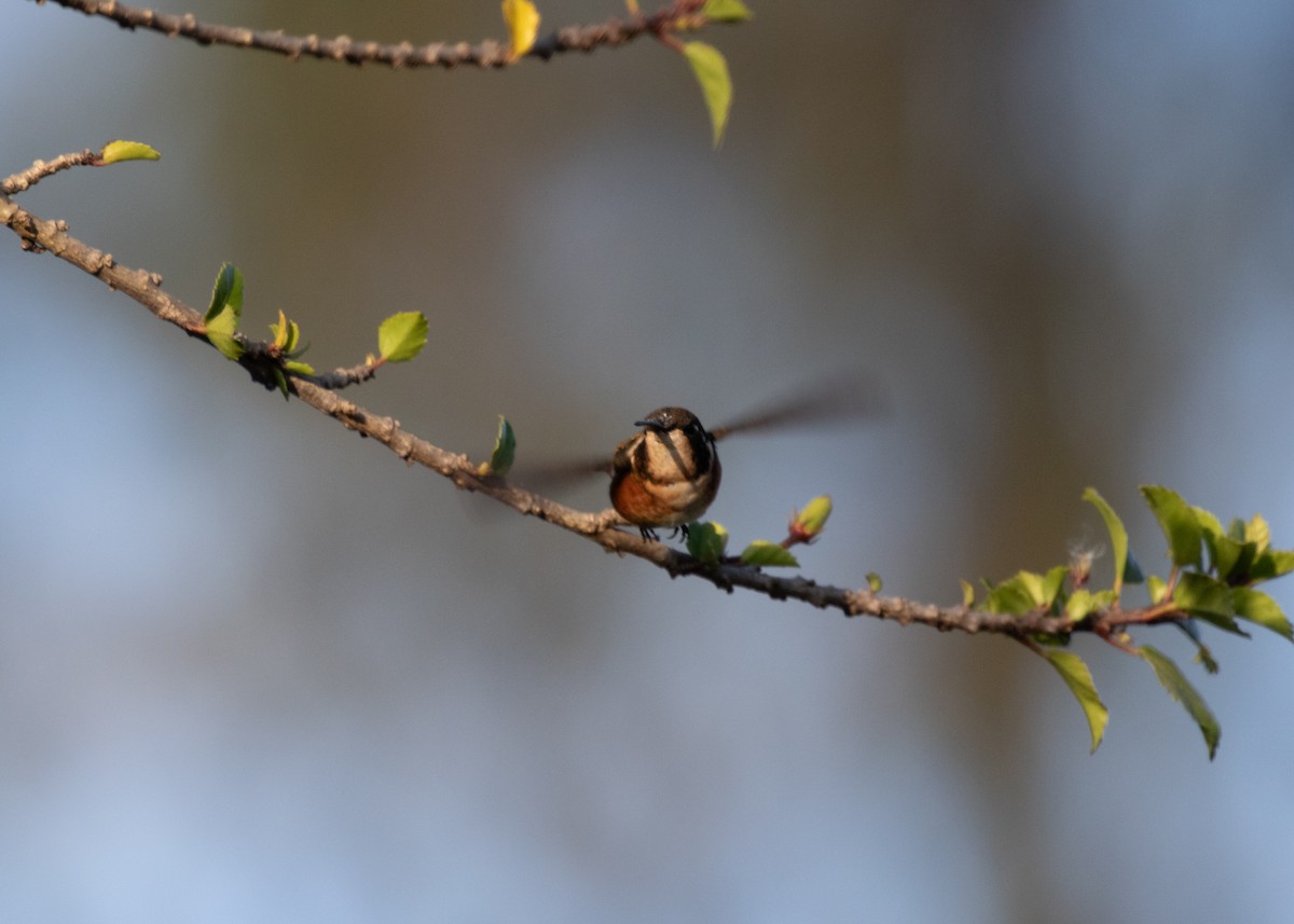 White-bellied Woodstar - ML613688271