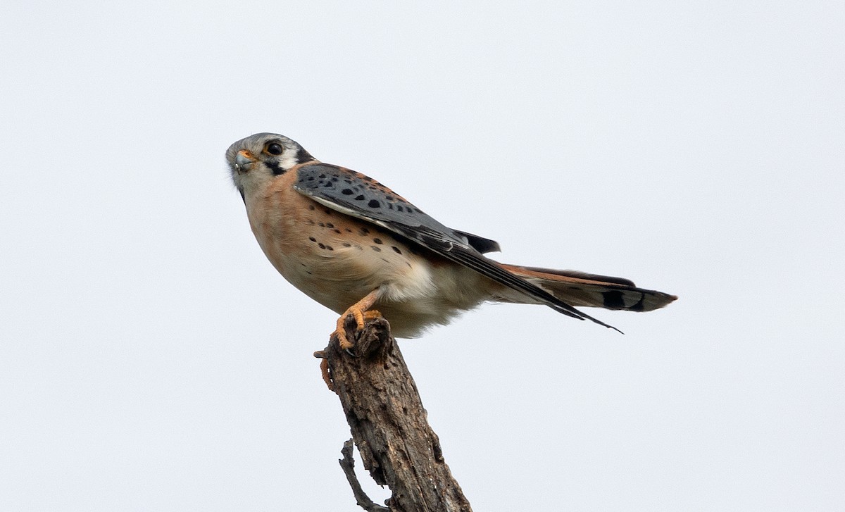 American Kestrel - ML613688291