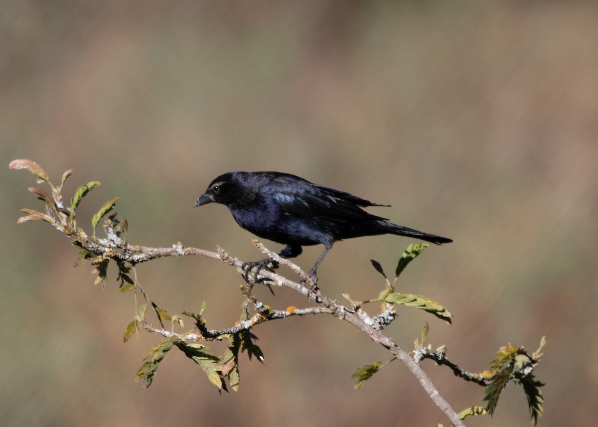 Shiny Cowbird - Silvia Faustino Linhares