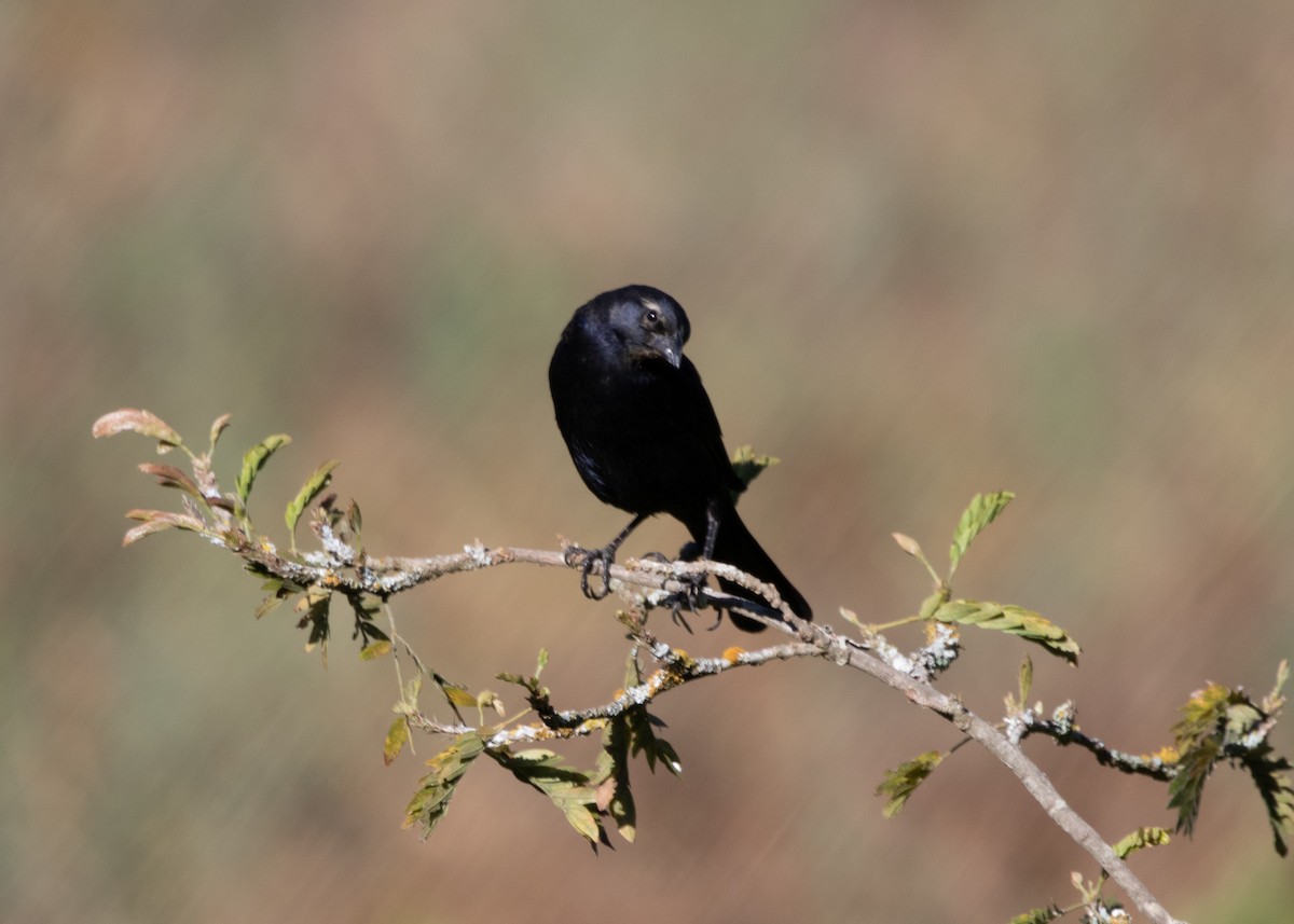 Shiny Cowbird - Silvia Faustino Linhares