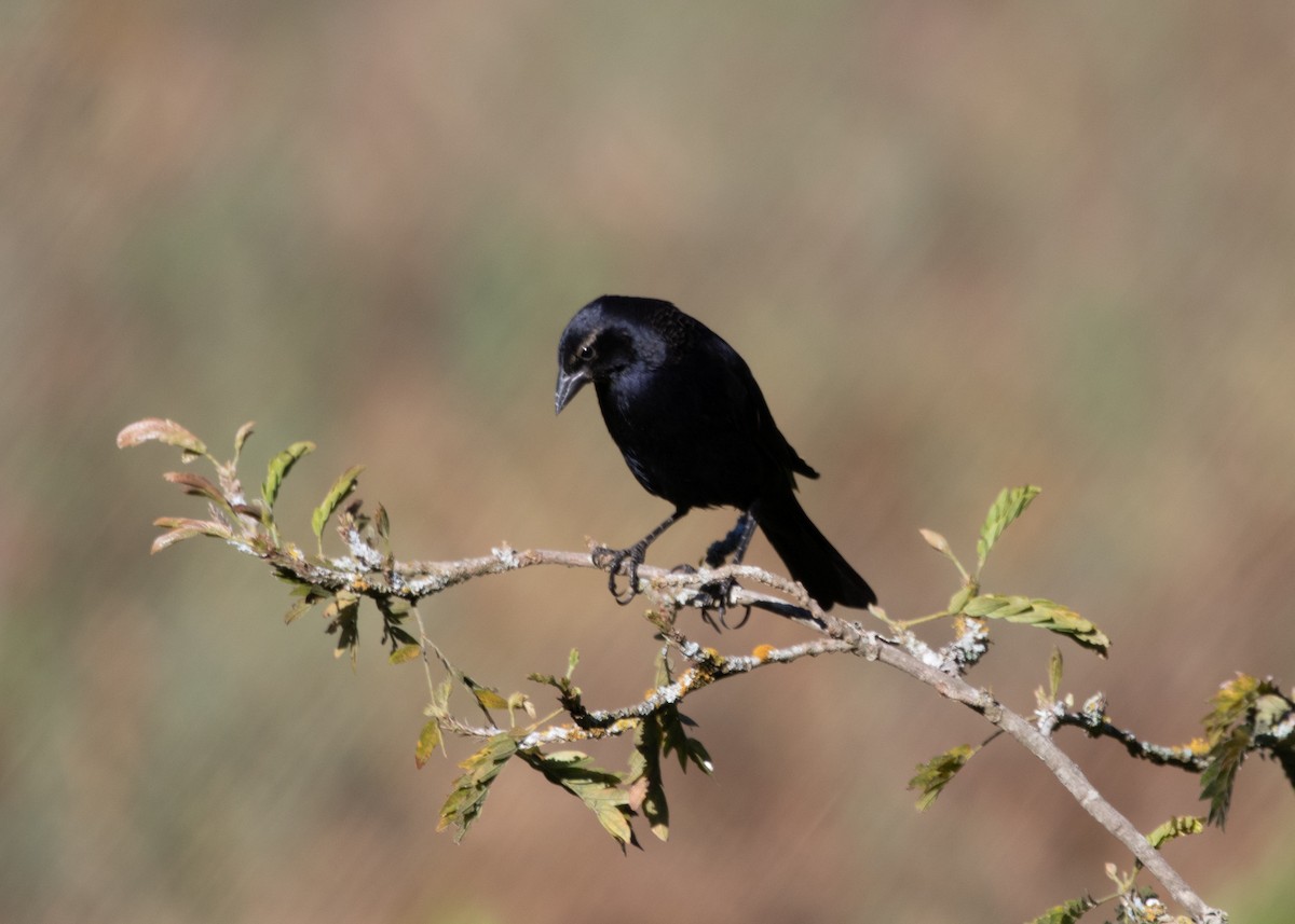 Shiny Cowbird - Silvia Faustino Linhares