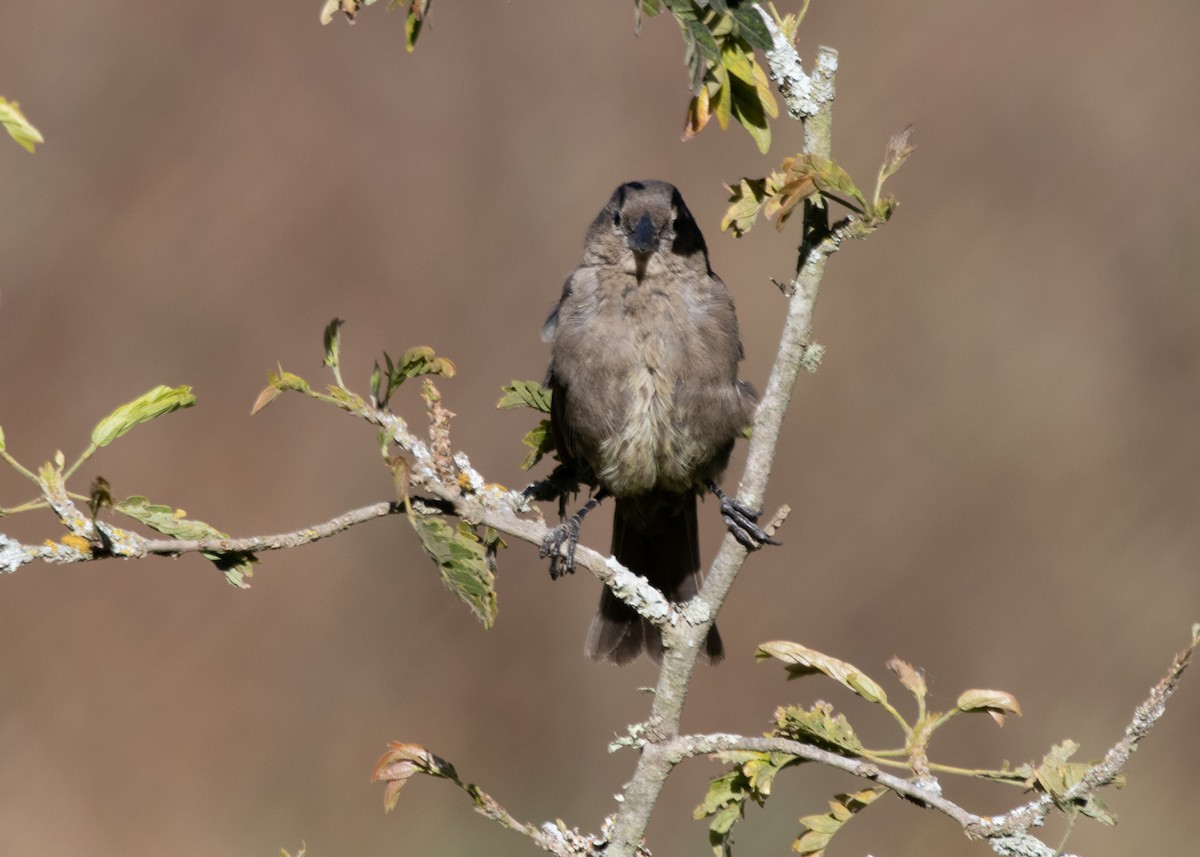 Shiny Cowbird - Silvia Faustino Linhares