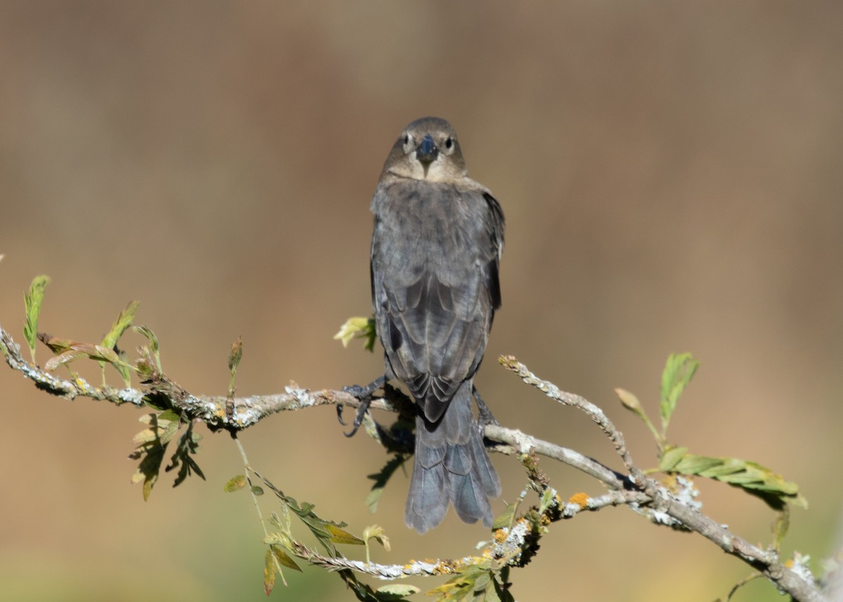 Shiny Cowbird - Silvia Faustino Linhares