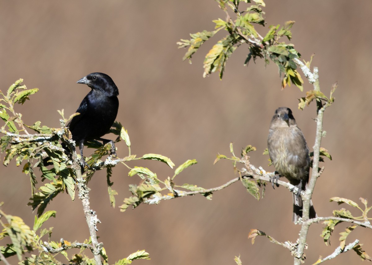 Shiny Cowbird - ML613688434