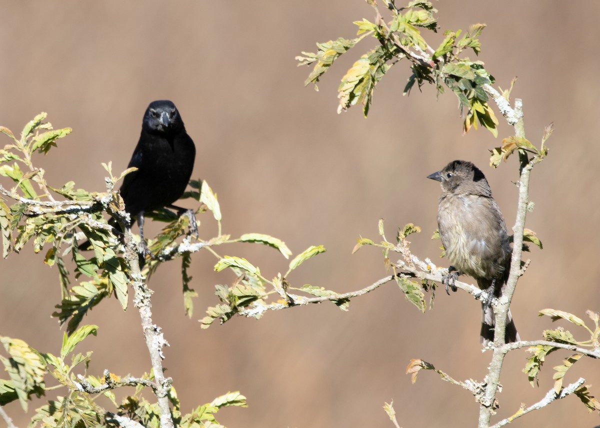 Shiny Cowbird - ML613688435