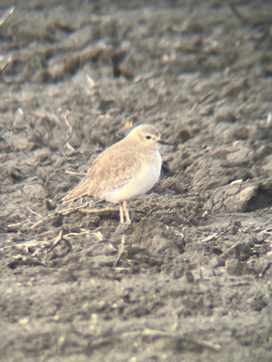 Mountain Plover - Adam Kucharek