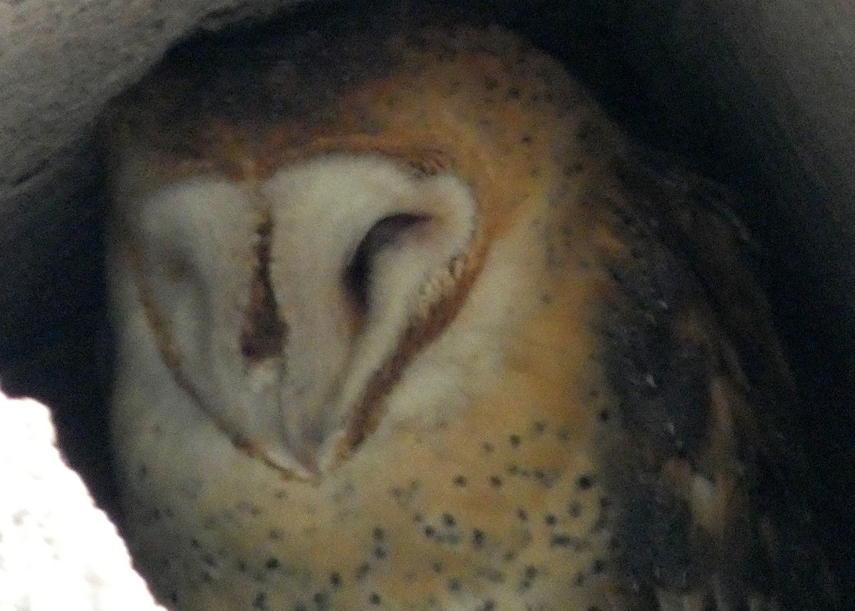 Barn Owl - ML613688491