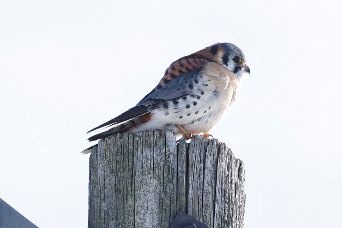 American Kestrel - ML613688504