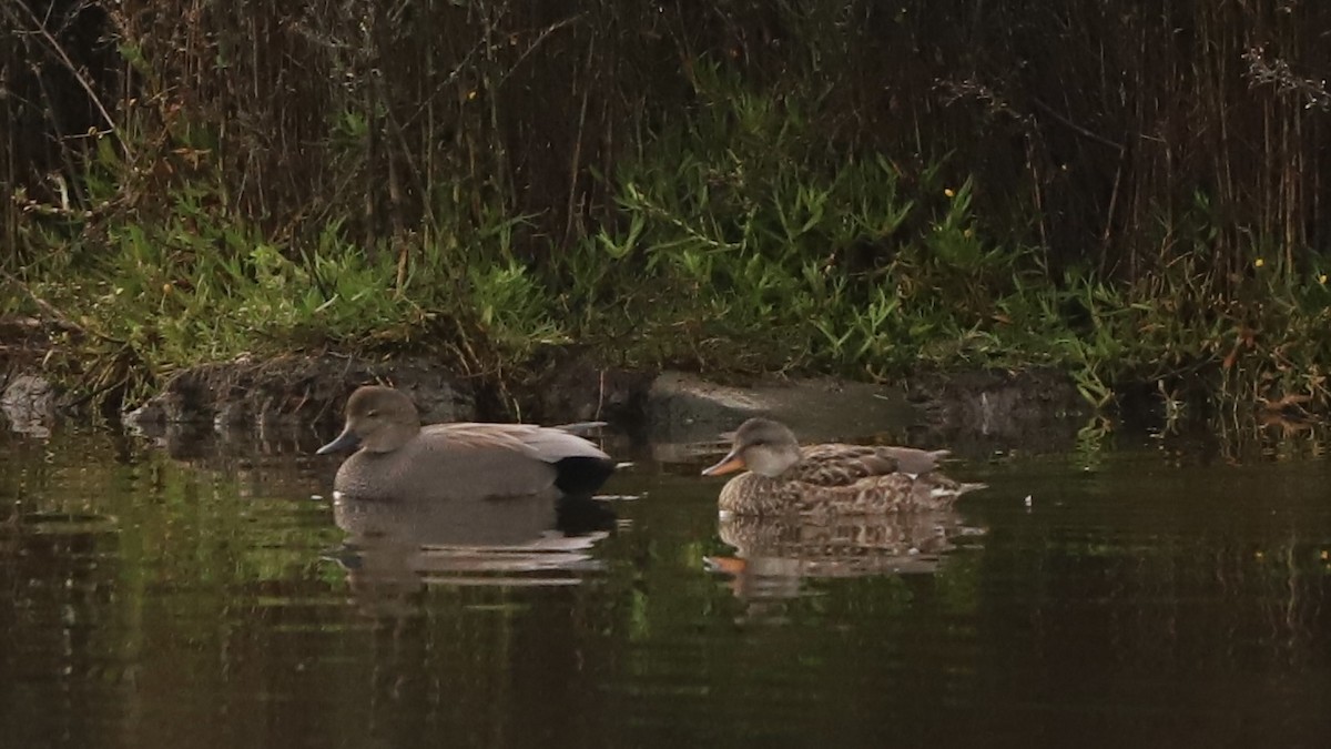 Gadwall - ML613688726