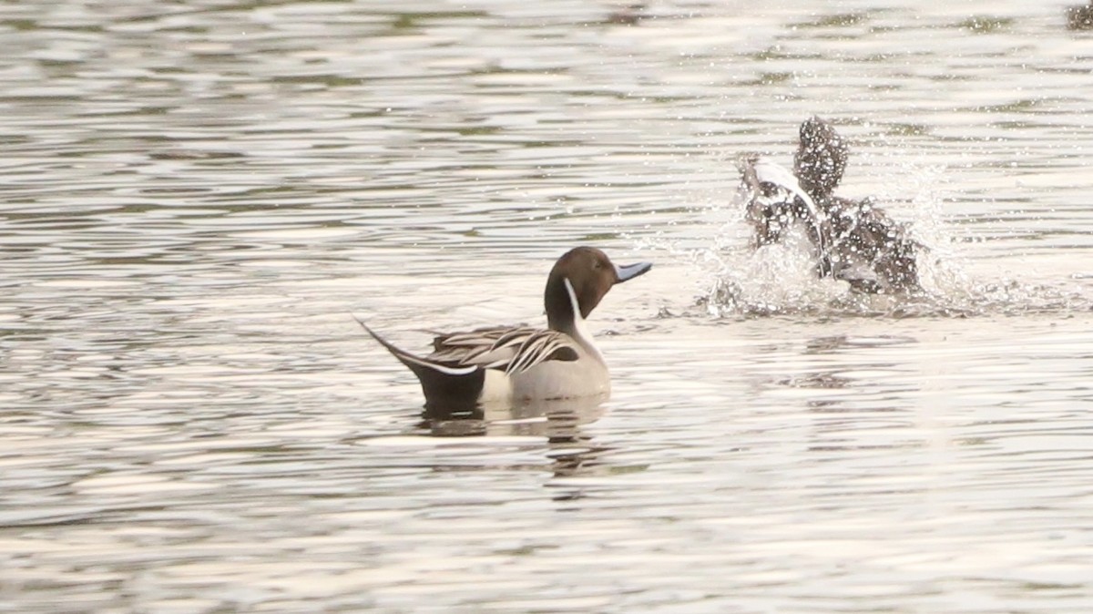 Northern Pintail - ML613688772