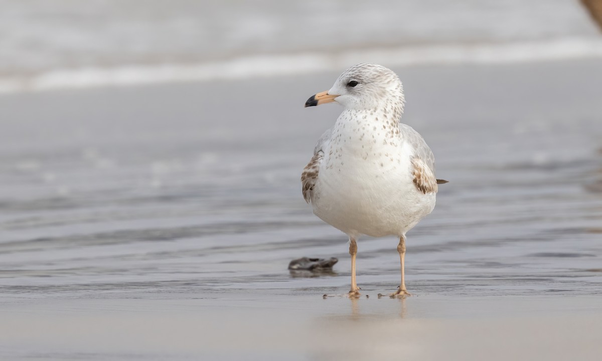 Ring-billed Gull - ML613688775