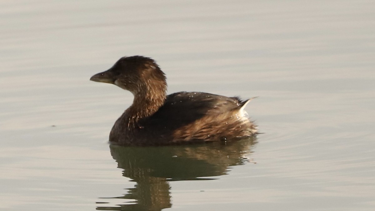 Pied-billed Grebe - ML613688818