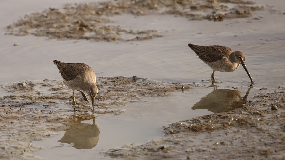 Long-billed Dowitcher - ML613688874