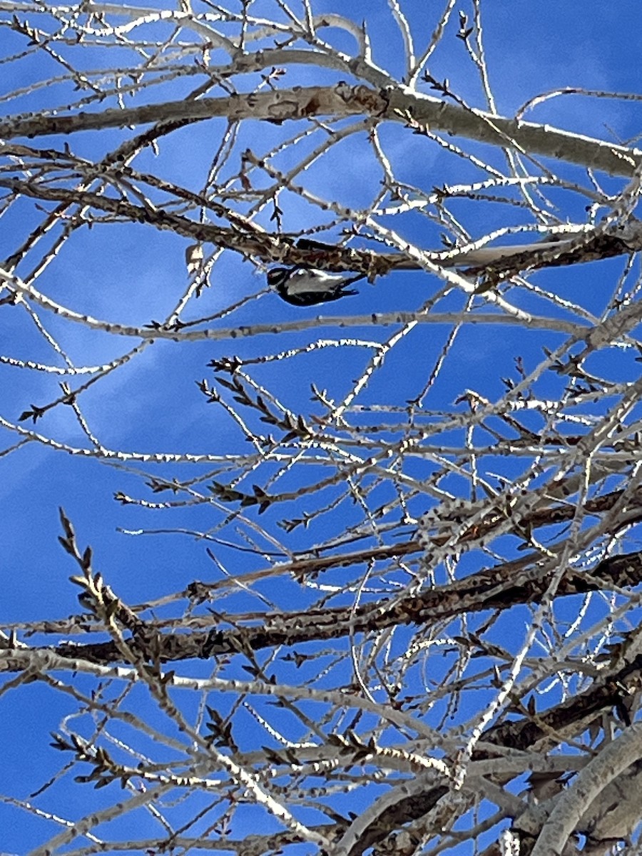 Downy Woodpecker - ML613688913