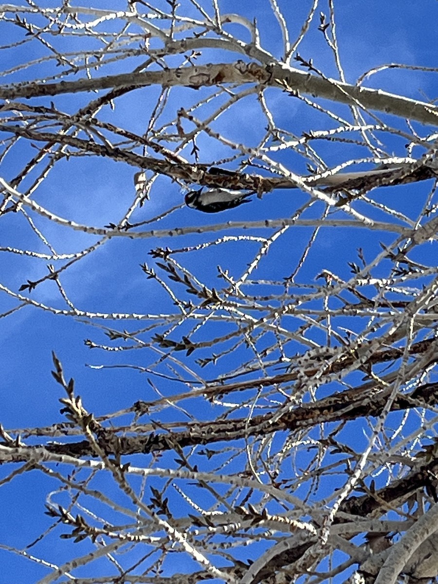 Downy Woodpecker - ML613688914