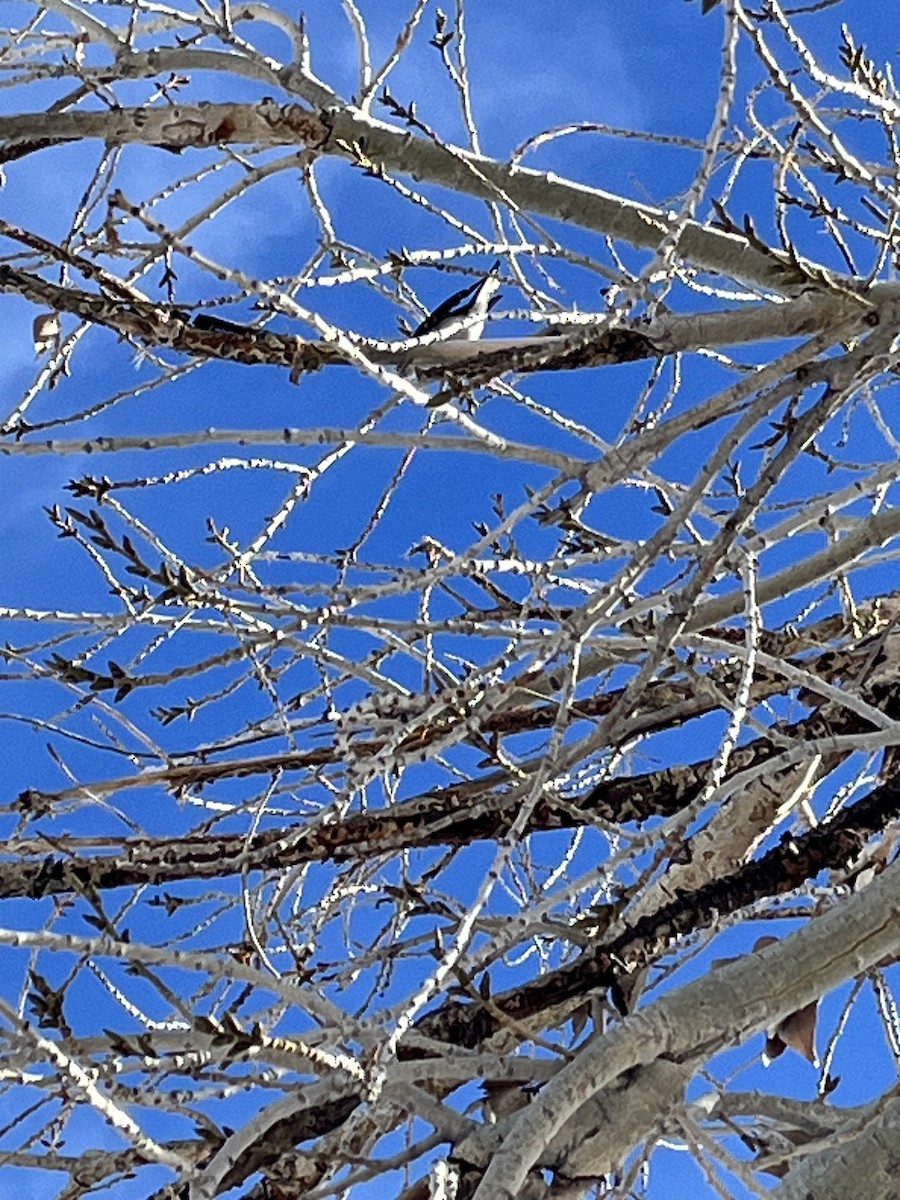 Downy Woodpecker - ML613688915