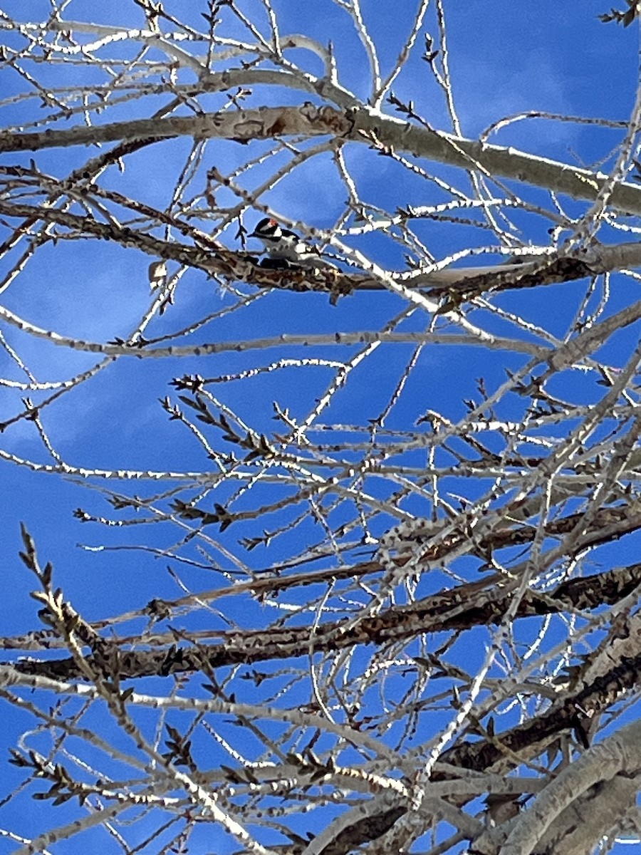 Downy Woodpecker - ML613688917