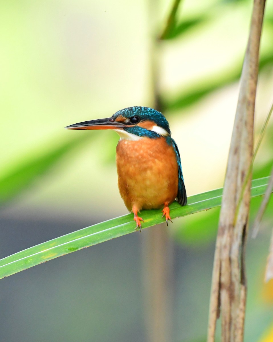 Common Kingfisher - Shameer Kodiyathur