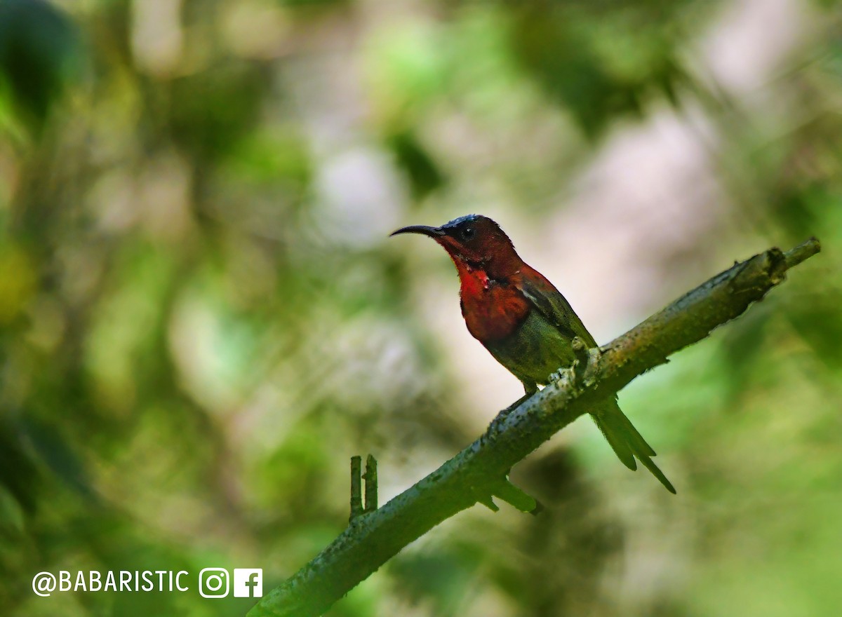 Crimson Sunbird - ML613688997