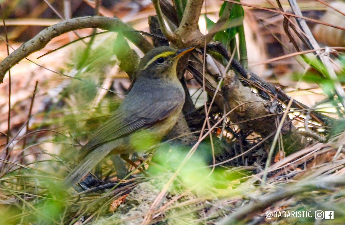 Sulphur-bellied Warbler - ML613689002