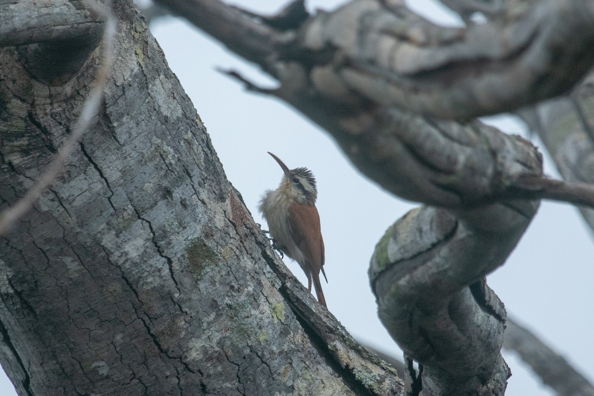 Narrow-billed Woodcreeper - Torrey Gage-Tomlinson