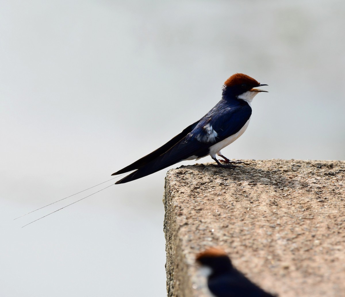 Wire-tailed Swallow - Shameer Kodiyathur