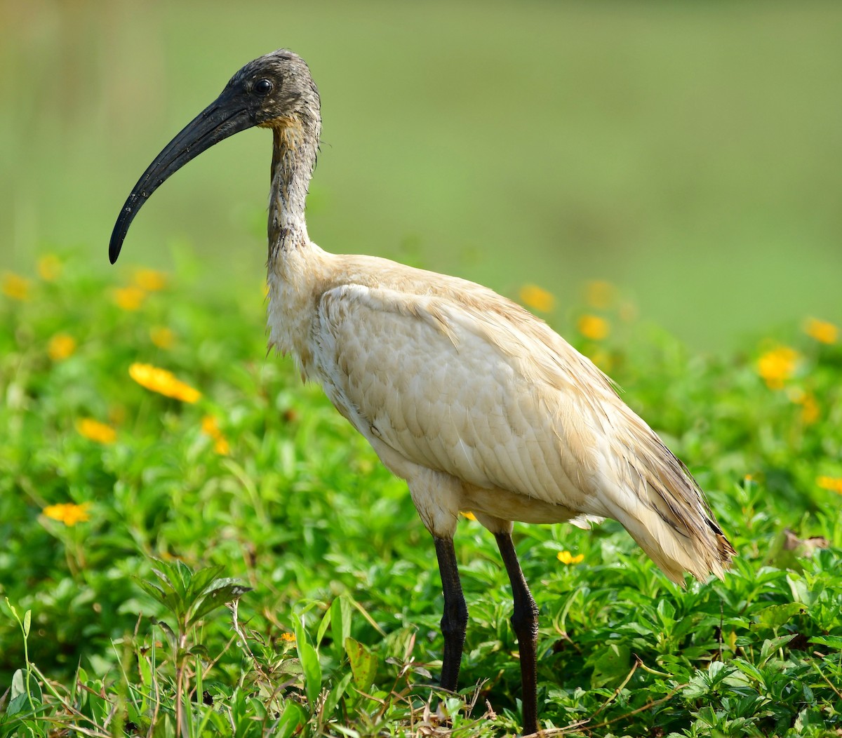 Ibis à tête noire - ML613689094