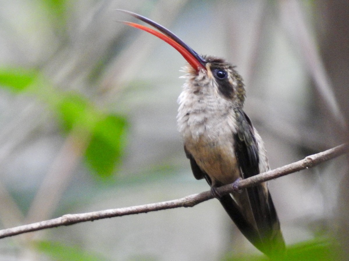 kolibřík dlouhozobý (ssp. margarettae) - ML613689100