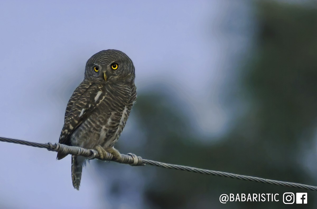 Asian Barred Owlet - ML613689116