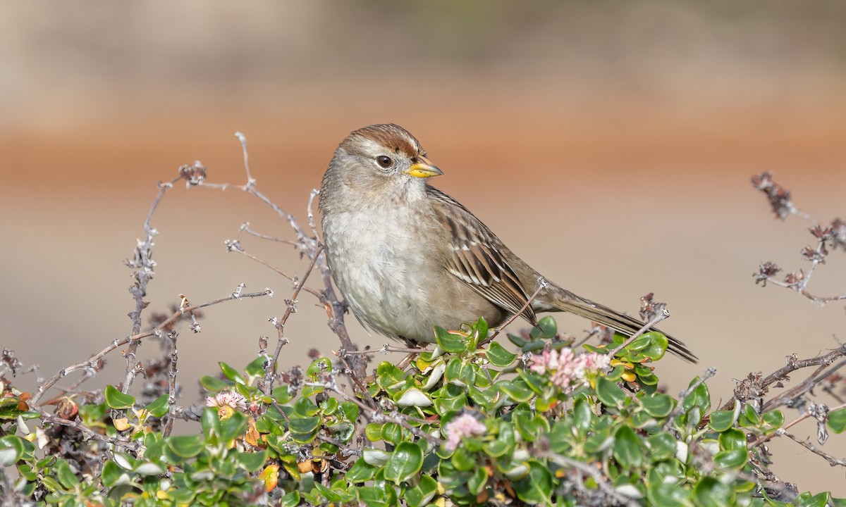 White-crowned Sparrow (nuttalli) - ML613689180