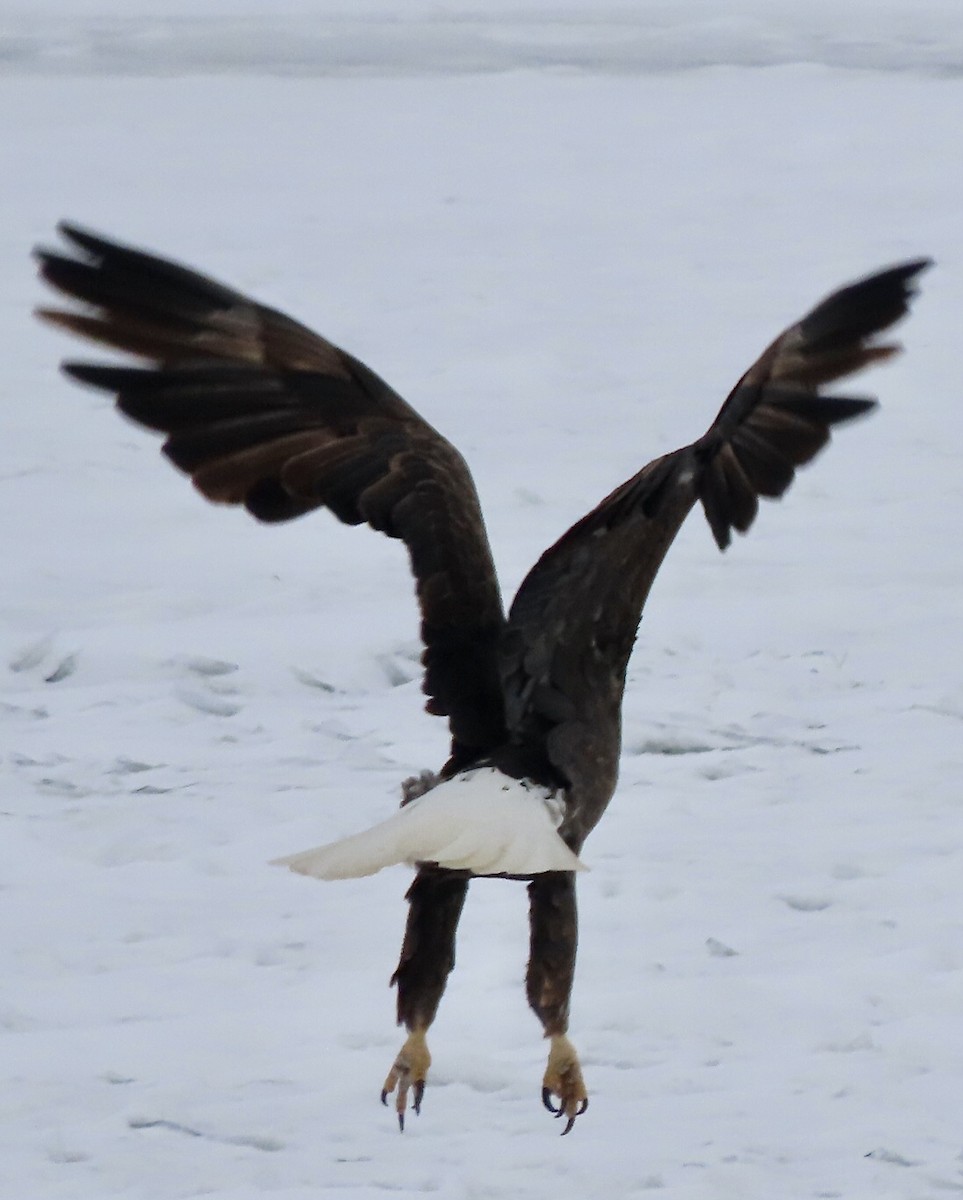 Bald Eagle - ML613689239