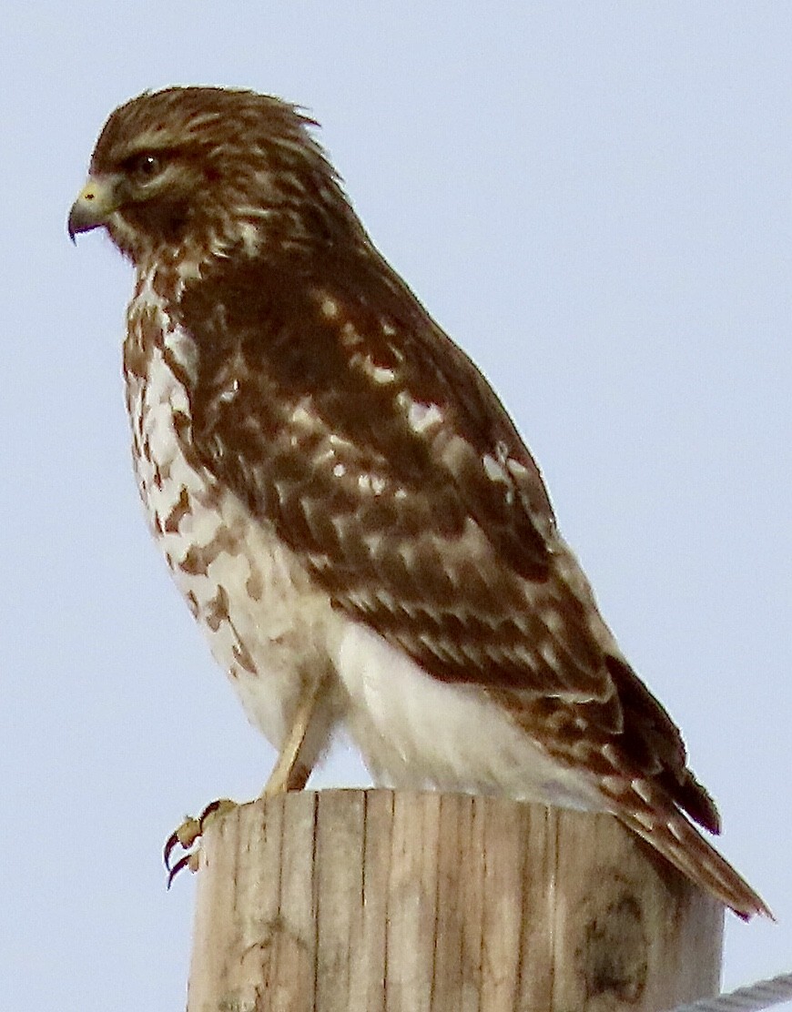 Red-shouldered Hawk - Micky Louis
