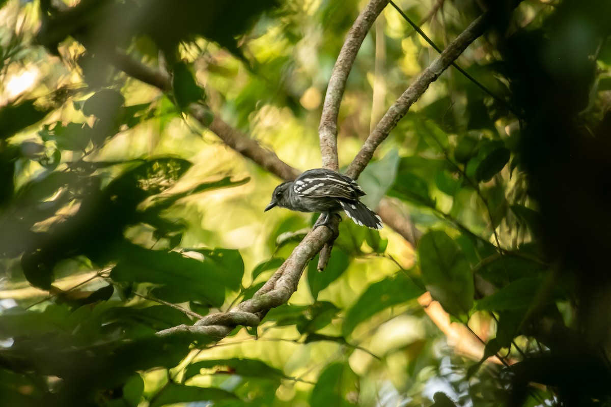 Amazonian Antshrike - ML613689291