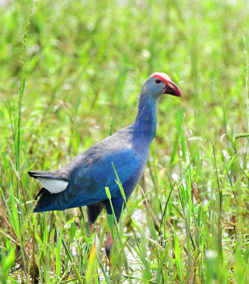 Gray-headed Swamphen - Shameer Kodiyathur