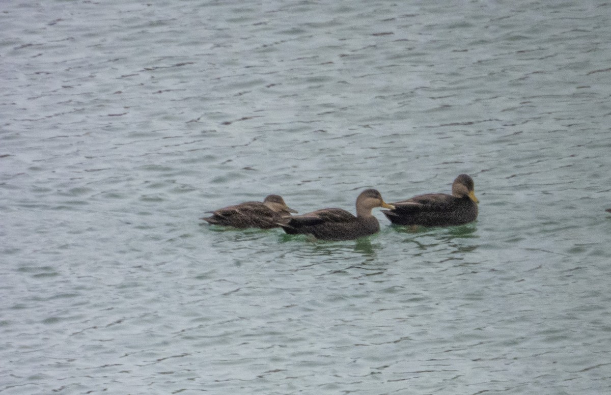 American Black Duck - ML613689392